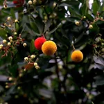 埃尔皮拉尔乡村度假屋